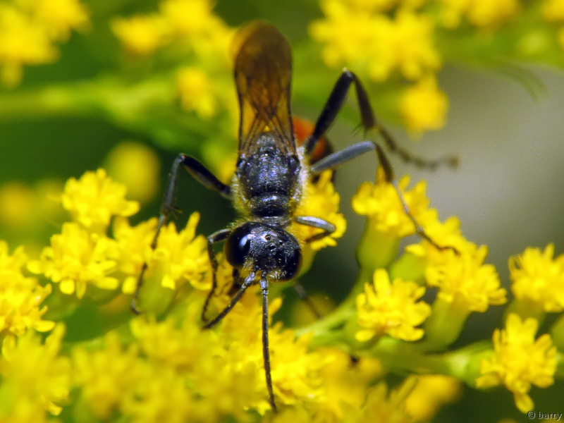Ammophila sabulosa (Linnaeus, 1758)
